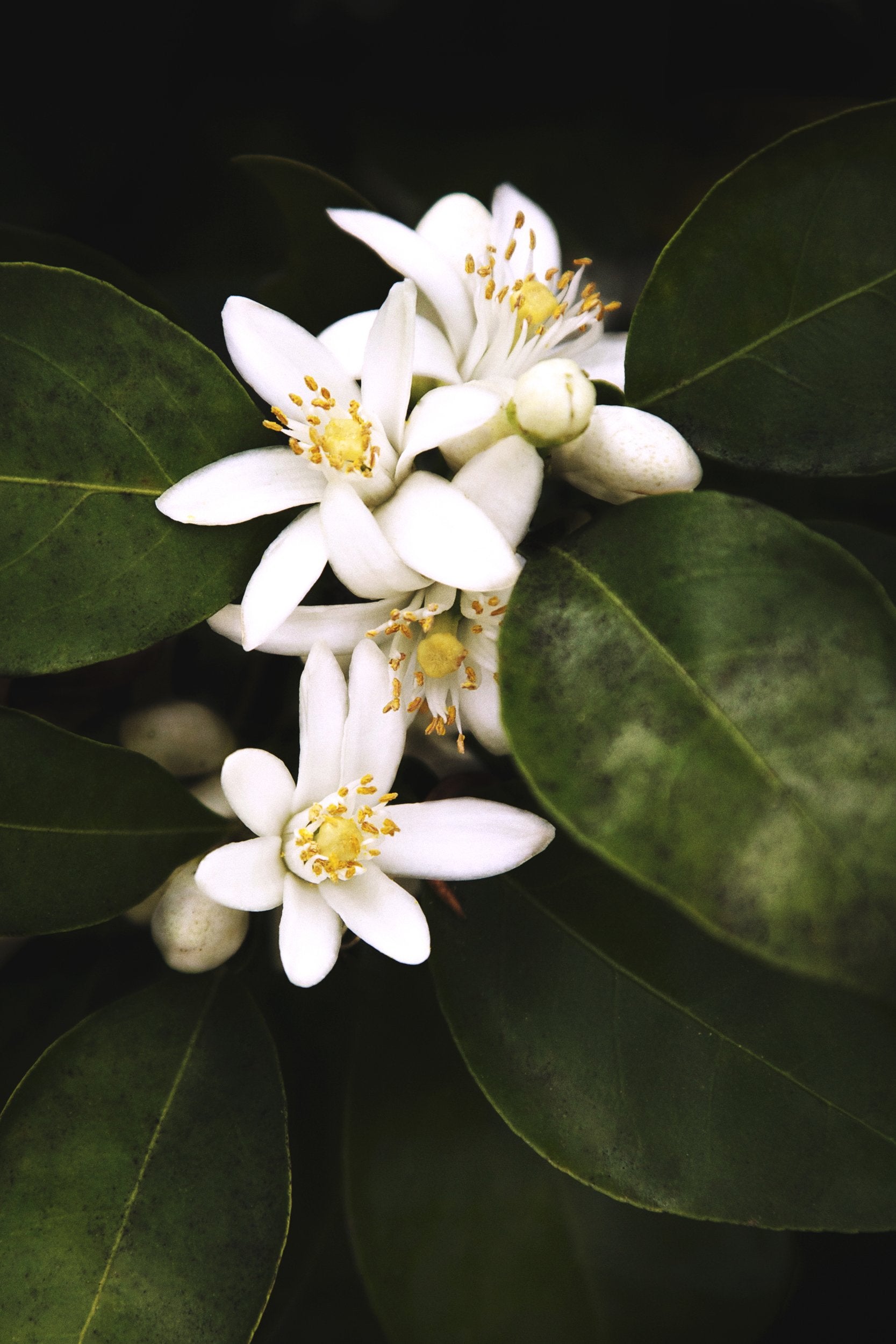 Mariejeanne Brume d'oreiller 100ml parfum néroli, bergamote et santal